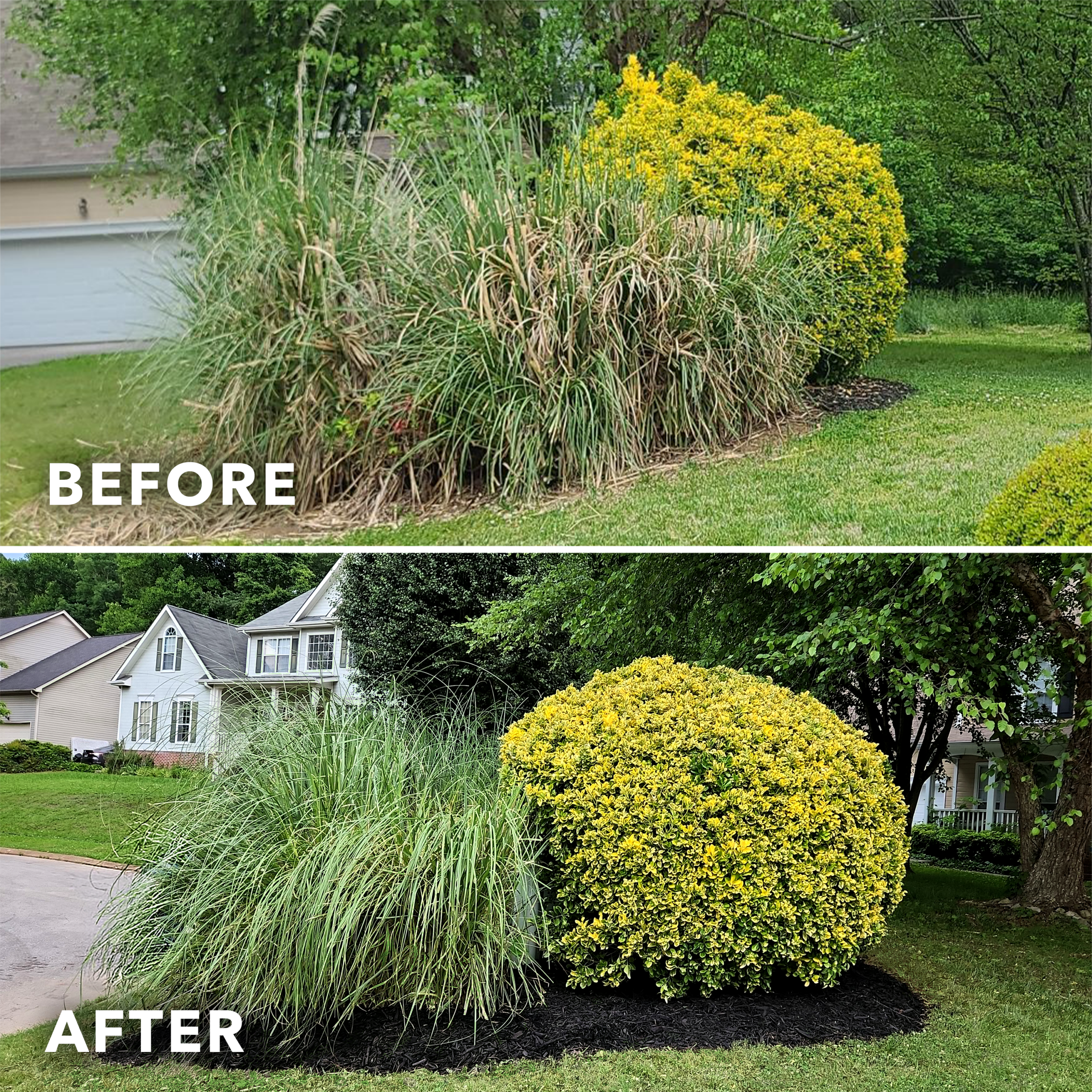 GG-BeforeAndAfter-Carousel-Bushes-2